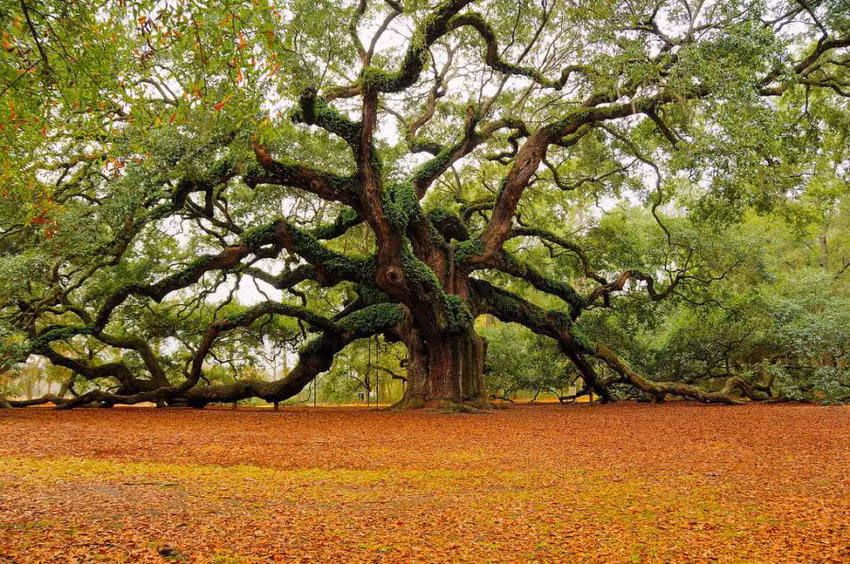 Cây thiên thần Oak ở Nam Carolina được cho là đã 14.000 năm tuổi, có hệ thống cành, nhánh phân bố rộng khắp, trông hệt như một loại cây thần trong truyện cổ tích. (Ảnh: Pinterest)