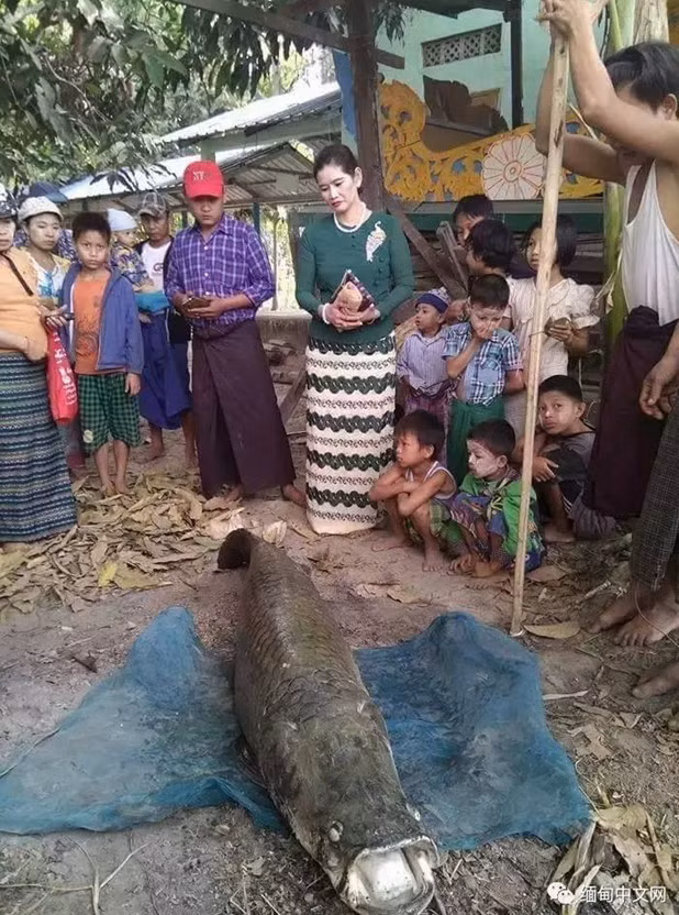 Người dân quanh vùng rất hiếu kỳ, kéo đến xem nhưng không thể xác định được con cá khổng lồ này thuộc loài nào. Ngay cả những ngư dân có kinh nghiệm đánh bắt cá lâu năm cũng chỉ phán đoán rằng nó thuộc loài cá trôi trắng Cirrhina mrigala. (Nguồn Sina)