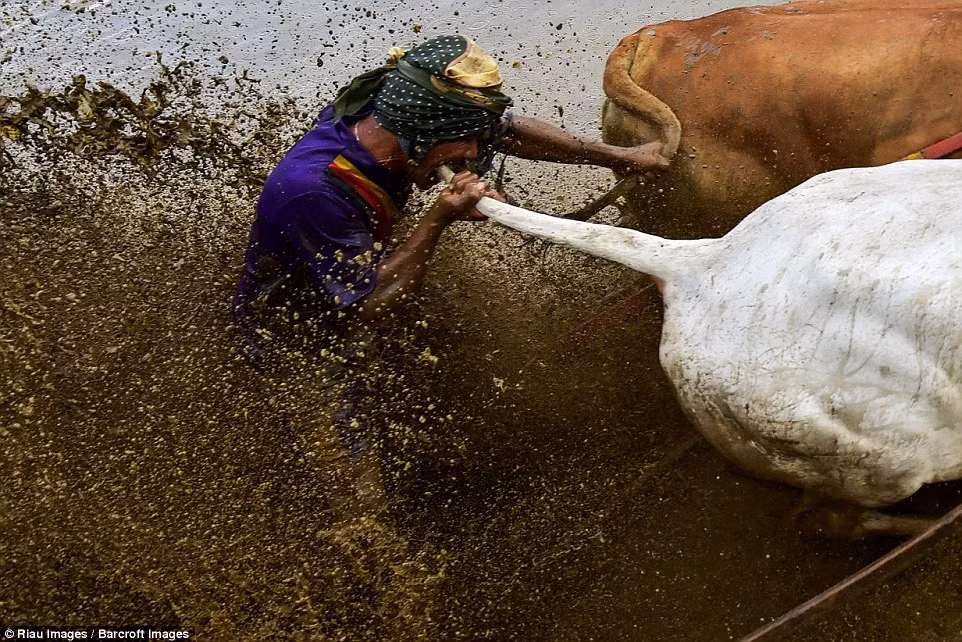 Khi đua, người điều khiển sẽ cầm đuôi bò để điều khiển chúng. Trong một số trường hợp, để kích thích đôi bò đua của mình chạy nhanh hơn, người nông dân sẵn sàng cắn vào đuôi bò. (Nguồn Dailymail)
