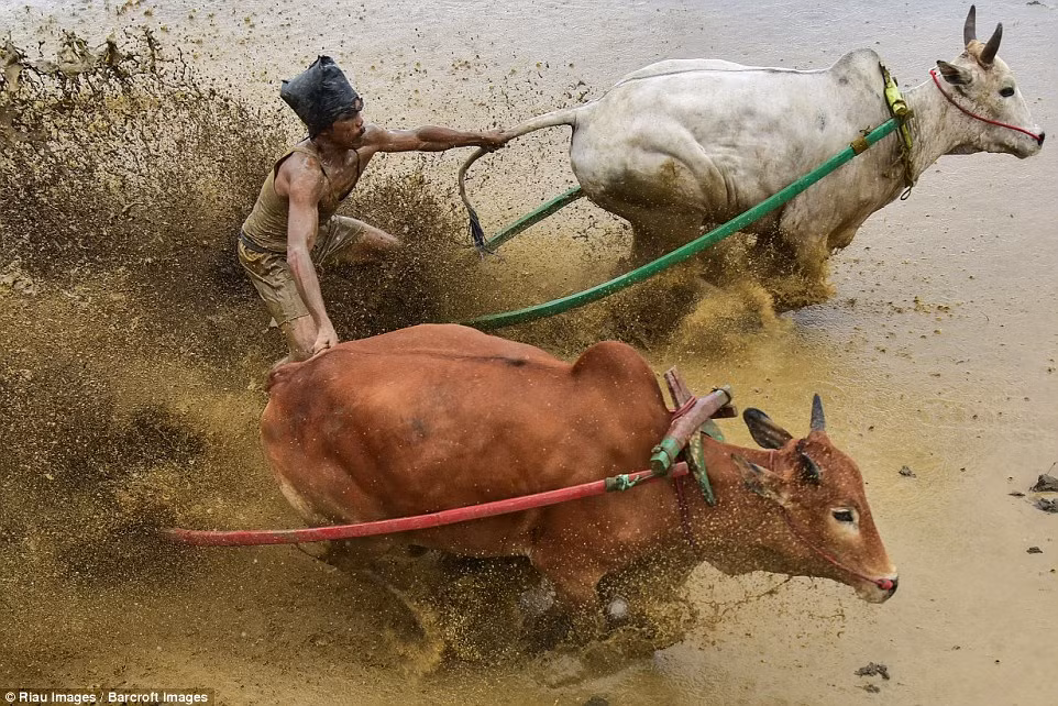 Cuộc đua bò ở Indonesia có tên gọi là Pacu Jawi, là một nghi thức được tổ chức suốt 400 năm qua, nhằm kỉ niệm việc kết thúc một vụ lúa nước bội thu. (Nguồn Dailymail)