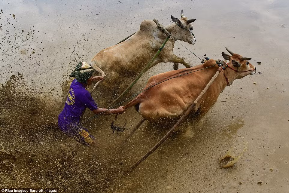 Hành động cắn vào đuôi bò sẽ khiến những con bò vốn trong trạng thái bị kích thích chịu đau. Đau đớn, chúng sẽ phát cuồng và chạy nhanh hơn. (Nguồn Dailymail)