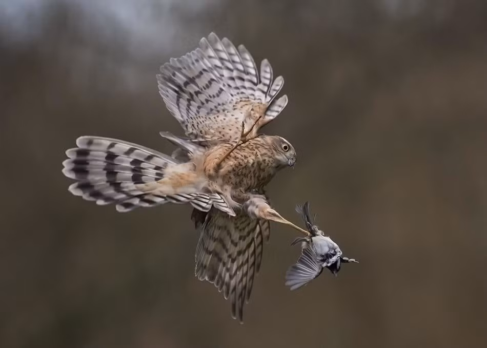 Cắt hoa mai săn mồi nhanh như chớp trên không tại Dumfries, Scotland. (Ảnh: Michael Durham)