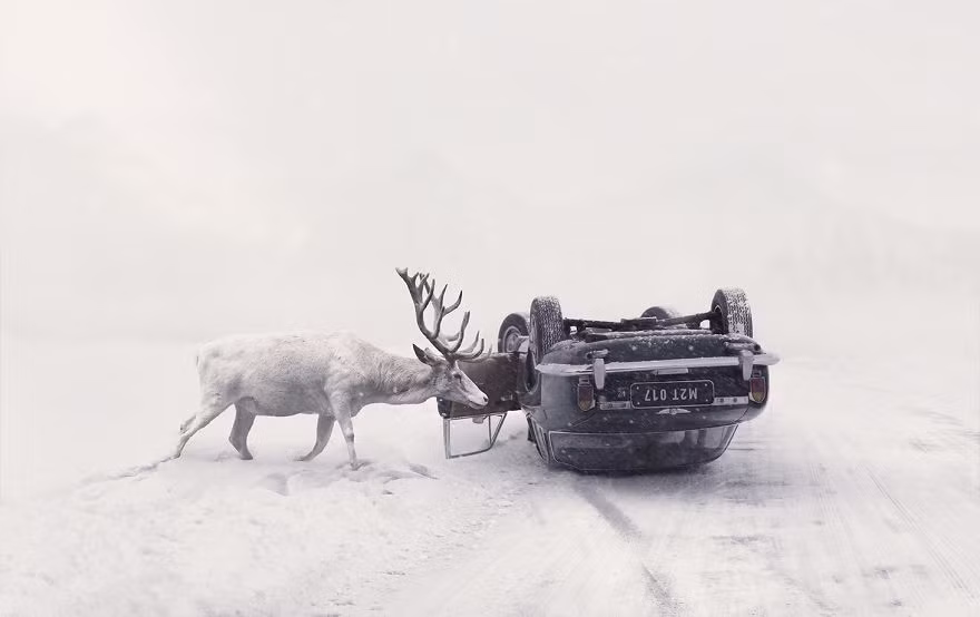 Để kỷ niệm 10 năm sự nghiệp làm nhiếp ảnh gia tự do của mình, Martin Stranka quyết định sẽ thực hiện loạt ảnh theo chủ nghĩa siêu thực với những động vật hoang dã gặp nạn đã được cứu thoát, nhằm nhấn mạnh vẻ đẹp nội tâm của những con người giàu lòng nhân ái, giàu lòng yêu động vật. (Nguồn Bored Panda)