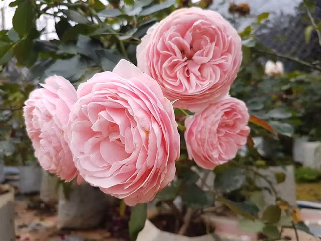 Những bông hồng to hơn cả vòm bát