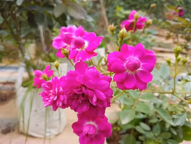 Sau đó, chị nghiên cứu đặc tính của từng cây hoa hồng để biết cách phòng chữa bệnh cho hoa