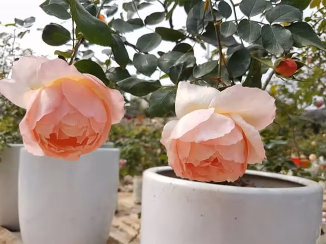 Đặc biệt, ở vườn hồng chị Tuyết có các giống treeroses tuyệt đẹp
