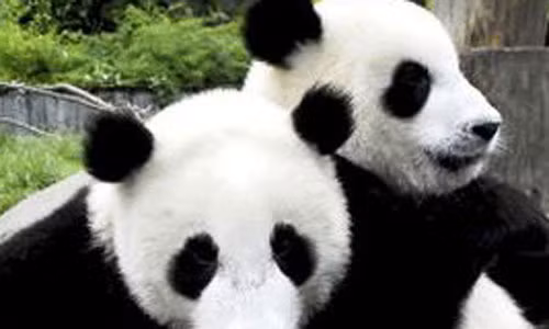 Tại sao gấu trúc thích hát khi làm "chuyện ấy"? Tai sao gau truc thich hat khi lam