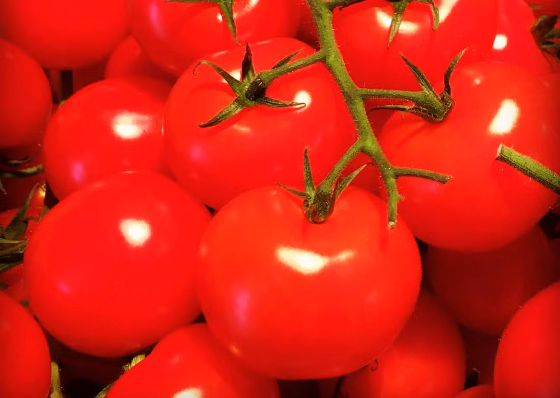 Cà chua cung cấp hàm lượng lycopene cao, cũng có thể bảo vệ làn da của bạn tránh khỏi các tia gây hại của mặt trời. Nghiên cứu cho thấy những phụ nữ ăn hỗn hợp các loại thực phẩm giàu lycopene và các chất chống oxy hóa thực vật khác có thể giảm độ sâu nếp nhăn sau 15 tuần.