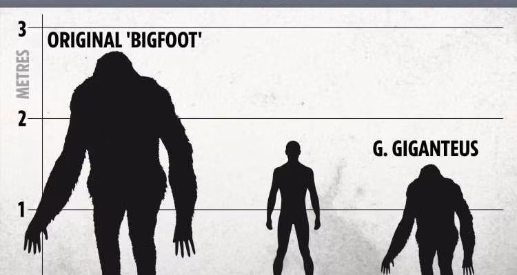 Các nhà khoa học gọi tắt nó là Gigantopithecus blacki hoặc G. blacki.