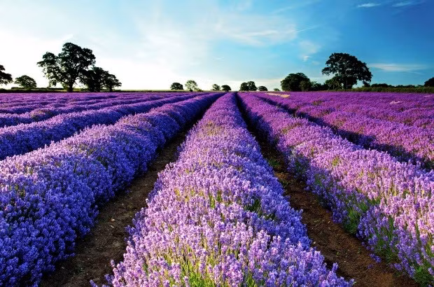 4. Thung lũng Dungeness Sequim (Mỹ) là "Provence của Bắc Mỹ" với trên 200 trăm năm kinh nghiệm trồng hoa oải hương.