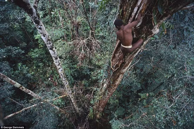 Tháng 5/2006, Paul Raffaele, phóng viên kiêm hướng dẫn viên du lịch, dẫn đầu đoàn làm phim của Australia gặp bộ tộc Korowai. Khi đó, một thành viên của Korowai tiết lộ rằng nhiều người trong bộ tộc muốn ăn thịt bé trai 6 tuổi của ông vì họ nghi nó là phù thủy. Ảnh: Daily Mail.