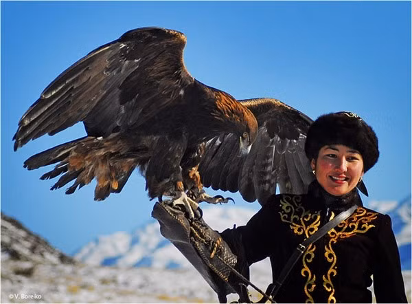  Xem huấn luyện đại bàng vàng: Người dân Kazakhs sống trên dãy núi Altai quan niệm rằng chim đại bàng có thể xua đuổi những điều xấu xa trong tâm hồn con người. Đây cũng là tộc người duy nhất trên thế giới dùng đại bàng vàng để săn bắt. Bức ảnh trên được nhiếp ảnh gia Asher Svidensky ghi lại khoảnh khắc bé gái Ashol-Pan (khi đó mới 13 tuổi) đang huấn luyện chim đại bàng săn mồi của mình. Cô bé có thể điều khiển chú chim không kém gì những thợ săn lão luyện, và được xem là thế hệ vàng sẽ tiếp nối truyền thông lâu đời của người dân nơi đây.