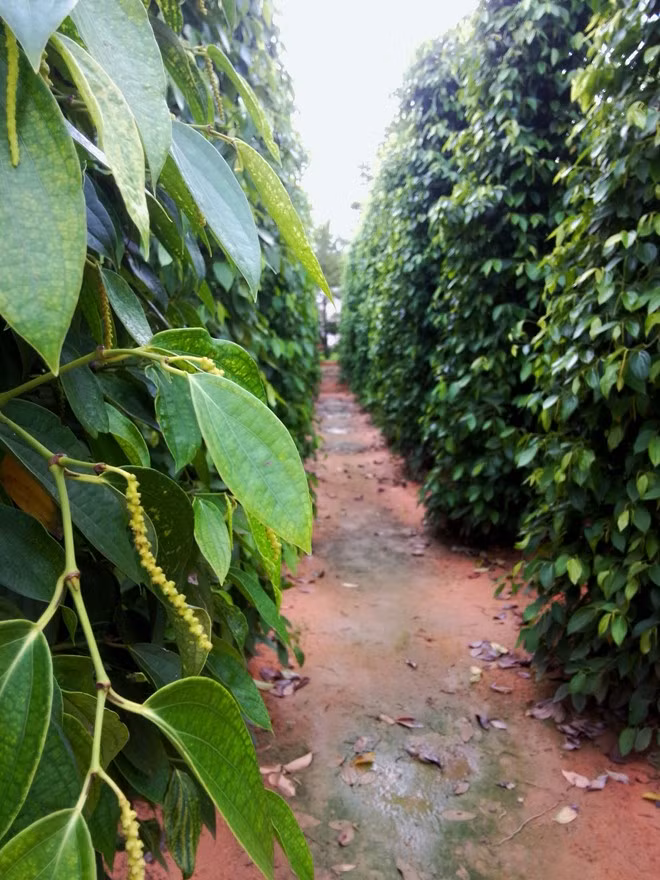 Những vườn tiêu xanh mướt.