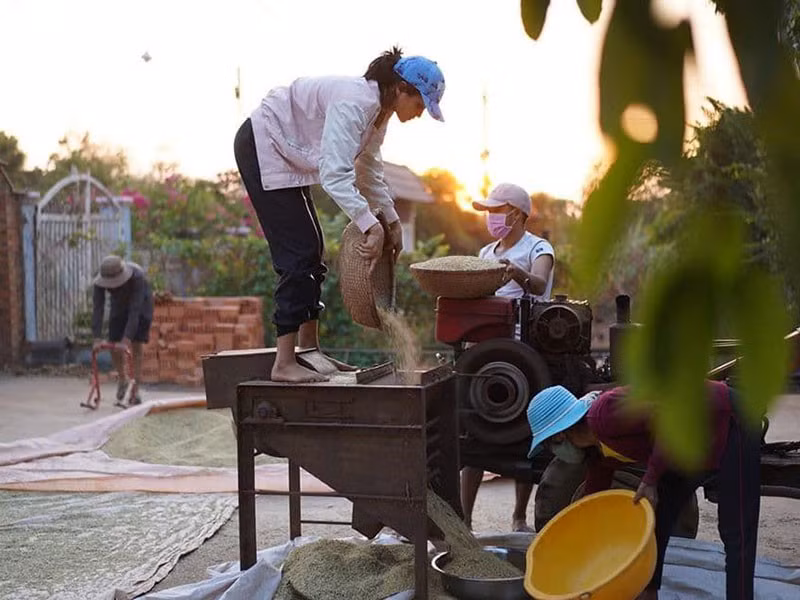 H’hen Niê thành thạo các công việc hái điều, hái cà phê, hái tiêu, phơi cà phê, rang cà phê, tưới cây quanh vườn, cho heo ăn, dựng hàng rào trồng cây leo, cày đất để trồng các loại rau. Ảnh: FBNV