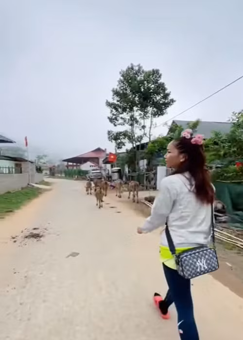 Hành động H’hen Niê chăn bò hộ người dân nhận được nhiều lời khen ngợi. Thực tế, đây không phải là lần đầu tiên top 5 Hoa hậu Hoàn vũ Thế giới 2018 có khoảnh khắc mộc mạc, gần gũi. Ảnh: Yeah1