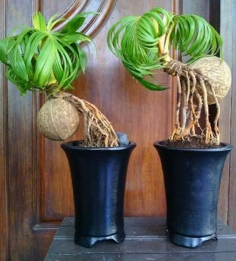 Dừa bonsai là cây cảnh phong thủy thuộc loài thực vật có hoa, thân gỗ dạng bụi do cây con đâm chồi từ gốc. Ảnh: Coco Bonsai.