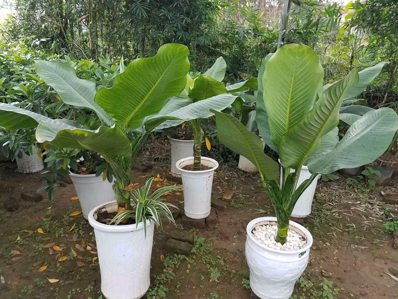 Chậu cây đại phú gia. Ảnh minh họa.