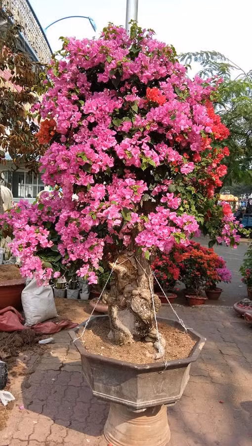Chậu hoa này có giá 15 triệu đồng. Ảnh: Dân Việt.