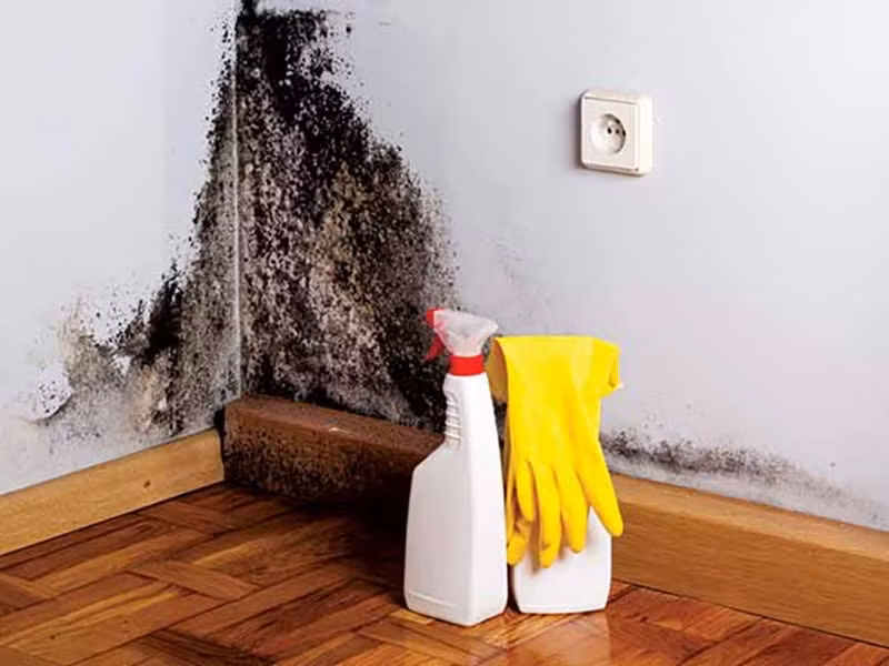 Khi xử lý nấm mốc cần đeo găng tay, khẩu trang, thậm chí là mặc quần áo bảo hộ lao động để tránh bị nấm mốc dính vào cơ thể.