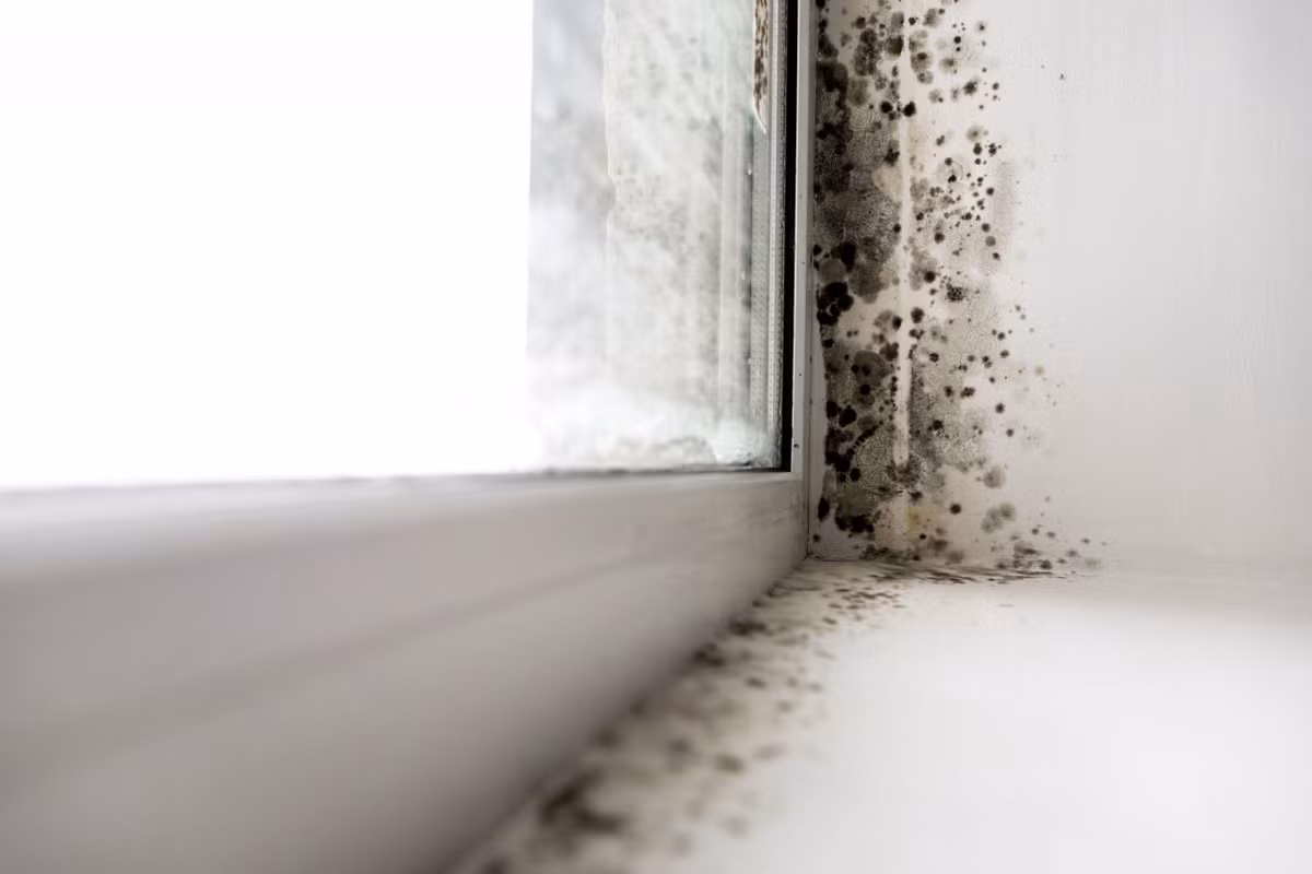Ngoài một số loại nấm mốc không độc, rất nhiều loại nấm mốc (có màu đen hoặc có màu sắc sặc sỡ) có chứa độc.
