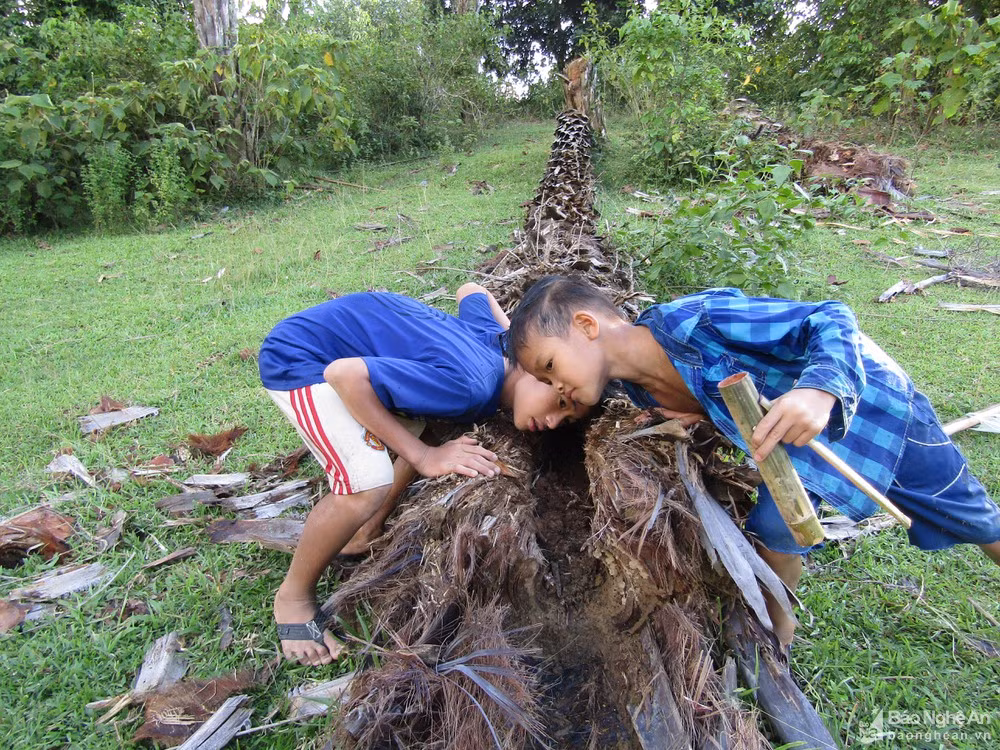 Để “bắt”đuông, người dân thường ghé tai vào thân cây. Nếu nghe thấy tiếng sột soạt đồng nghĩa có đuông bởi đây là tiếng ăn của đuông trong thân cây. Mỗi cây cọ có thể lấy được vài kg đuông.