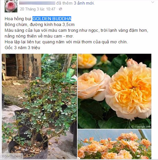 Với dạng bông chùm, đường kính hoa từ 3- 3,5cm, có màu cam vàng khá tươi tắn, mùi thơm dễ chịu, mỗi gốc hồng Golden Buddha nhiều năm tuổi có giá từ 1-3 triệu đồng.