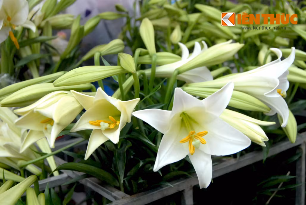 Rẻ hơn, với mức giá 25.000 - 30.000 đồng/ bó (bốn đến năm cành) là loa kèn nhỏ, mỗi cành có ba đến bốn bông. Một khách hàng tâm sự: "Mua đợt này hoa sẽ đắt, muốn cắm được lọ hoa lớn một chút cũng mất gần 100.000 đồng. Nhưng vì hoa đẹp, dễ cắm, chơi được lâu nên tôi vẫn tìm mua".