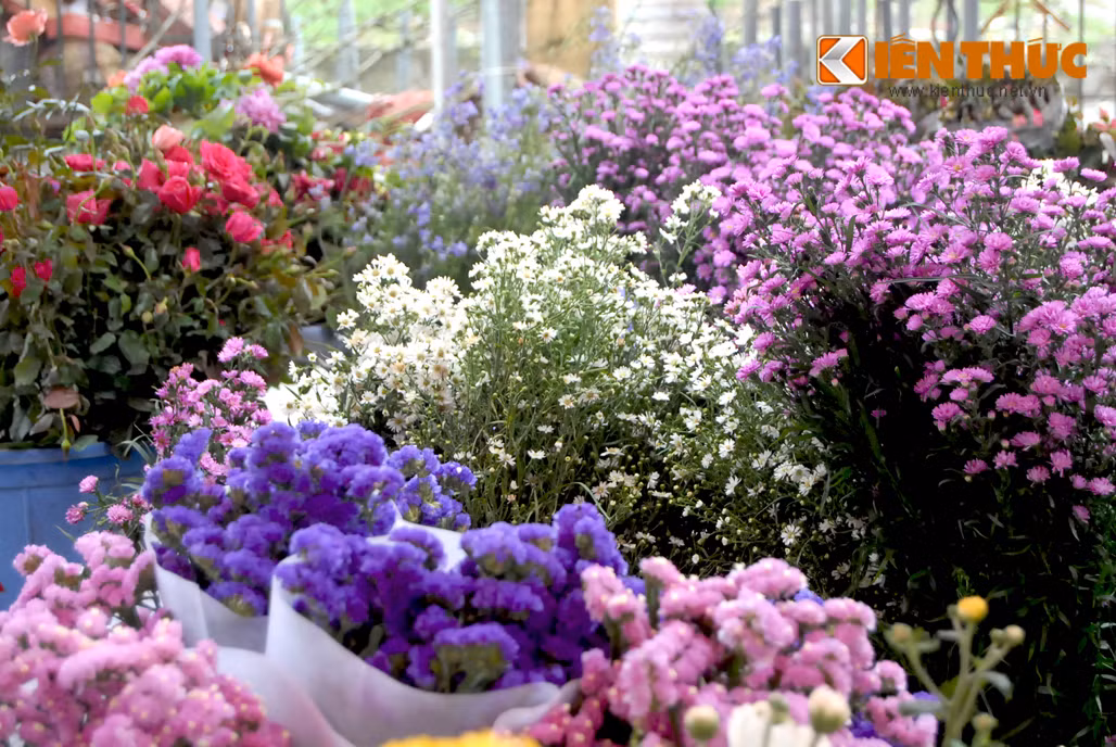 Mùa này, người dân Hà Nội dễ dàng mua được những bó hoa đầy màu sắc với giá rất "mềm". Trong đó, salem tím, sao vàng, thạch thảo có giá 15.000 - 20.000 đồng/bó.