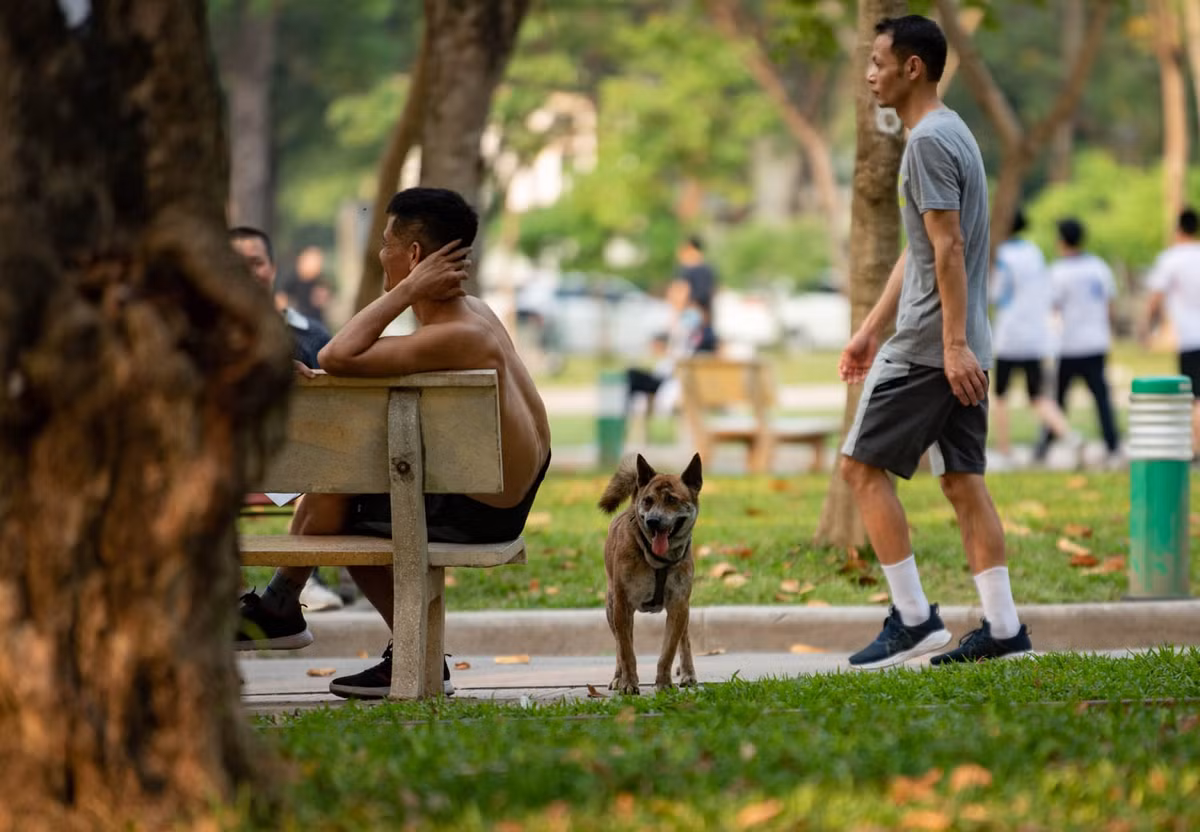 Hà Nội lại lập đội bắt chó thả rông, người dân nói gì? Ha Noi lai lap doi bat cho tha rong, nguoi dan noi gi?