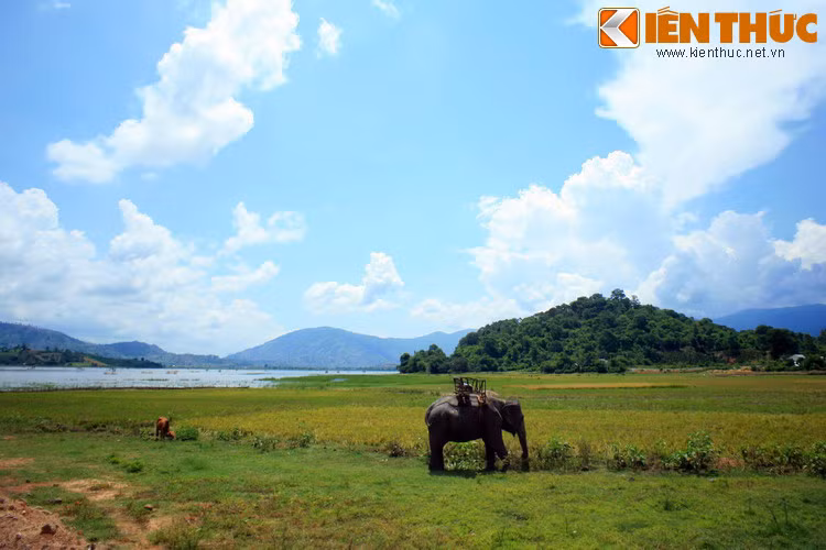 Sang sông rồi, Hưng Đạo Vương quay lại nhìn lần cuối con voi bị sa lầy, nước mắt ứa ra. Rồi ông nguyện rằng, ngày thắng trận sẽ dựng tượng voi và tượng con trâu bên bờ sông để ghi nhớ sự đóng góp của những con vật này vào cuộc kháng chiến của dân tộc...
