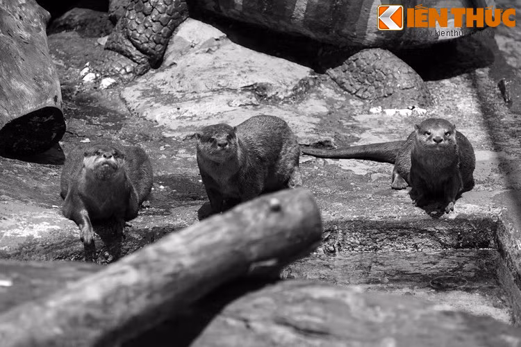 Theo giai thoại, một hôm Nguyễn Ánh thất trận bị quân Tây Sơn truy đuổi, phải chạy bộ dọc ven biển. Khi chạy đến kiệt sức, chúa Nguyễn chỉ còn biết cầu khấn thần linh phù trợ. Sau đó, chúa cùng đoàn tùy tùng ngồi xuống bãi biển phó mặc cho số phận.