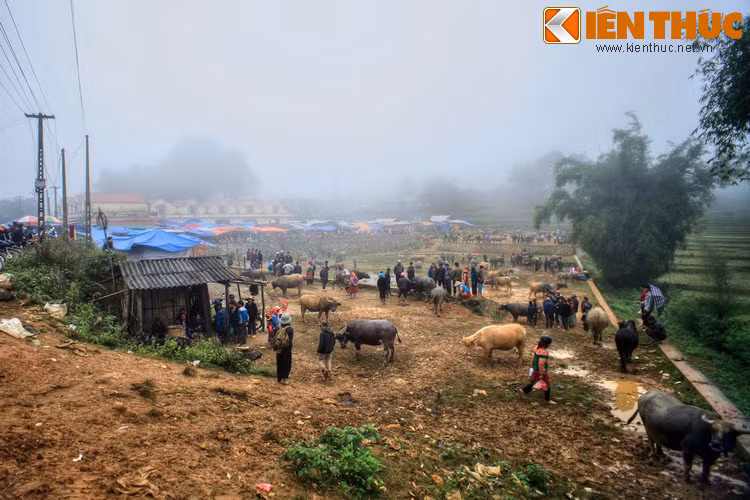 Họp vào sáng thứ 4 hàng tuần, chợ phiên Sín Chéng (xã Sín Chéng, huyện Si Ma Cai, tỉnh Lào Cai) là khu chợ độc đáo ở miền địa đầu tổ quốc. Đây cũng là nơi có chợ trâu với quy mô khá lớn của khu vực.
