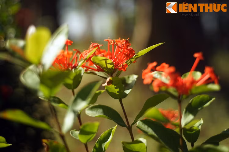 Nhưng vô tình nàng Giáng Hương đánh gãy một cành hoa mẫu đơn trong sân chùa, nên bị chú tiểu giữ lại. Chàng Từ Thức thấy vậy bèn cởi áo khoác xin chuộc tội cho nàng.
