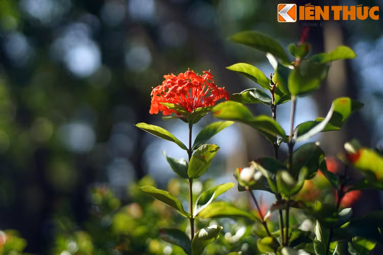 Truyen thuyet huyen ao hut hon nguoi ve hoa mau don