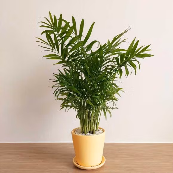  Cây cau tiểu trâm: Cây cau tiểu trâm giúp loại bỏ khí hại trong phòng và còn có những lợi ích phong thủy tốt đẹp cho người mệnh Mộc.