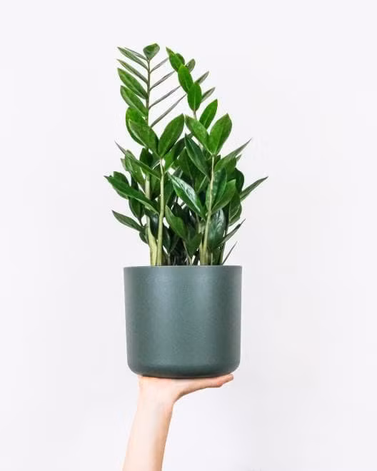  Cây kim tiền: Cây kim tiền hay cây phát tài là loại cây rất phù hợp cho người mệnh Mộc. Lá cây hình thoi, không ngừng vươn lên tượng trưng cho ý chí của người mệnh Mộc.