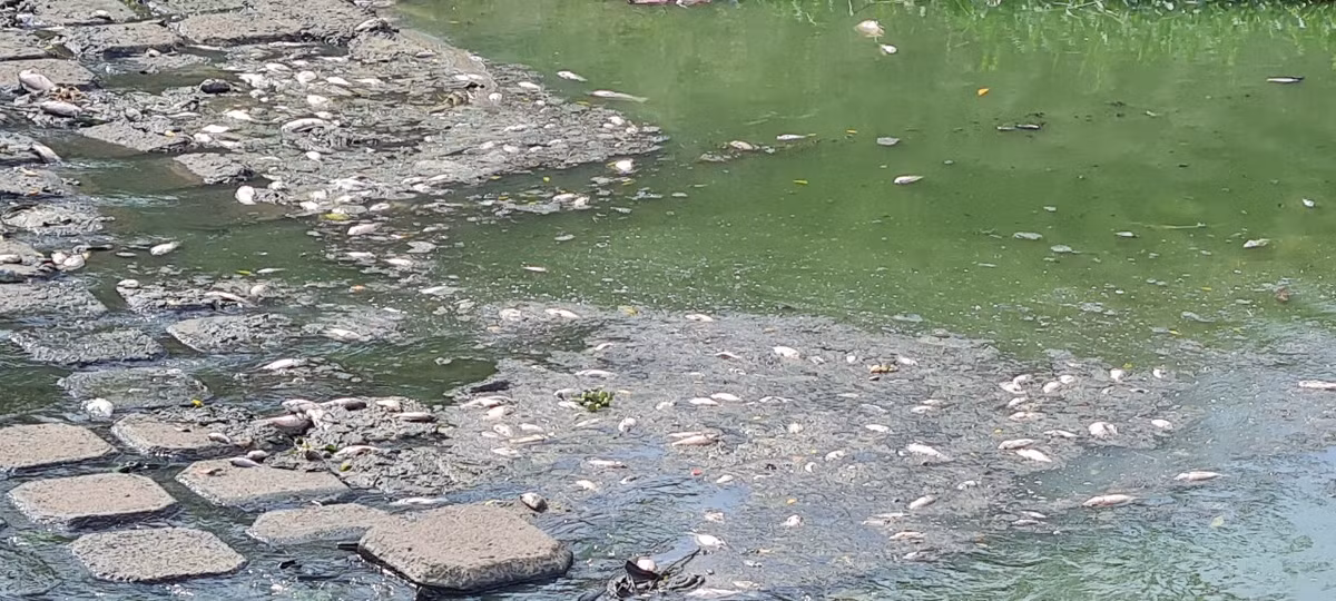 Cá chết xuất hiện từ kênh Khe Cạn (phường Thanh Khê Tây, quận Thanh Khê) ra kênh Phú Lộc rồi tấp ra sông Phú Lộc.