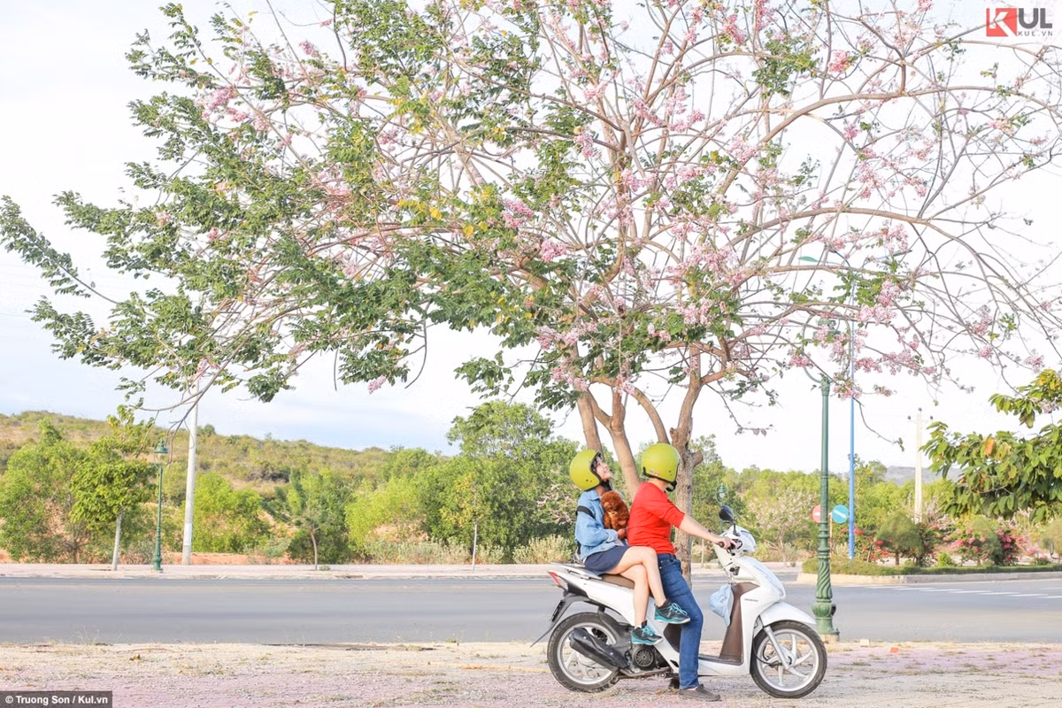 Tuy không được rực rỡ như hoa anh đào Đà Lạt, nhưng đỗ mai mang trong mình một nét đẹp vừa hoang dại, vừa đầm thắm, giống như người dân biển nơi đây.