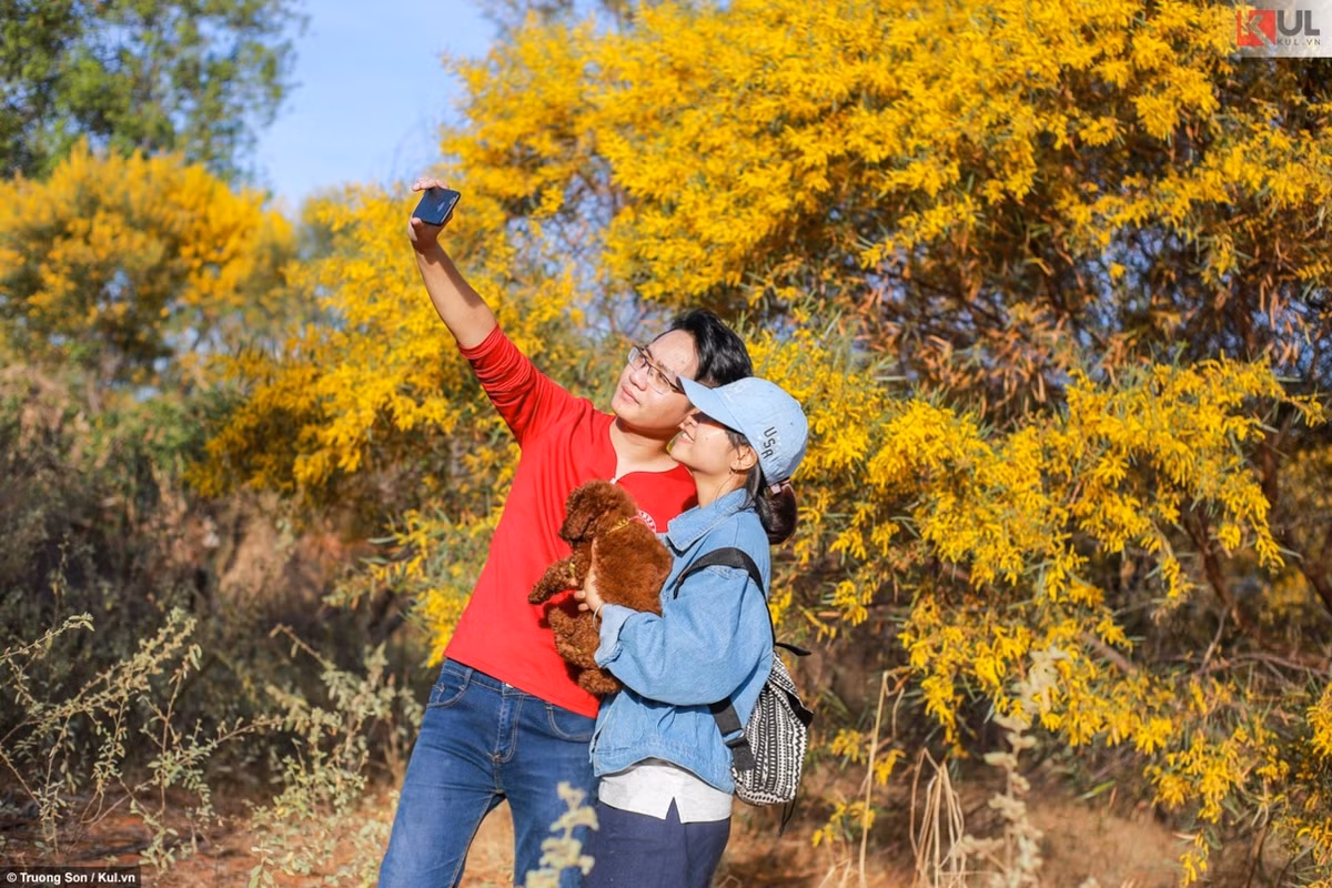 Vì nhiều điểm giống hoa anh đào và thường được trồng nhiều ở vùng biển Mũi Né, Vũng Tàu nên hoa đỗ mai được người dân gọi thân thương là “anh đào xứ biển”.