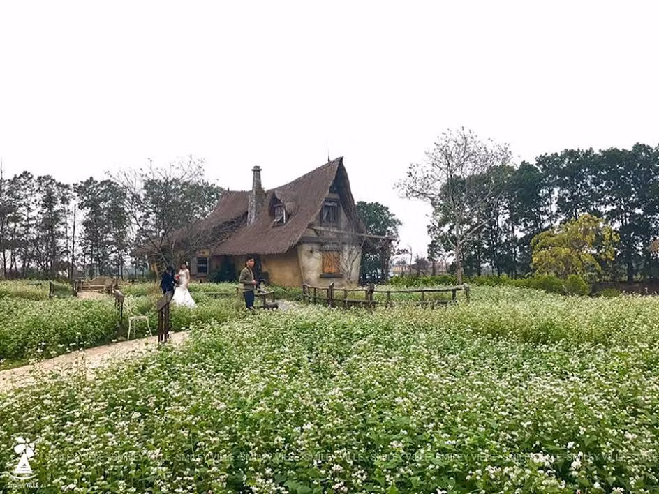 Không gian tràn ngập hoa tam giác mạch ở Hà Nội.