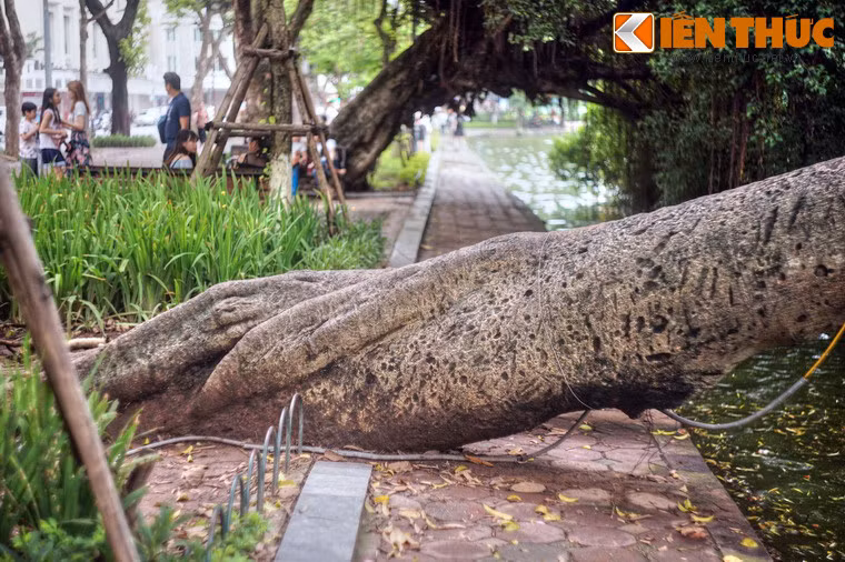 Để vươn ra nguồn nước, một số cây có thân ngả hẳn xuống mặt đất chắn ngang lối đi, tạo nên cảnh tượng thú vị.