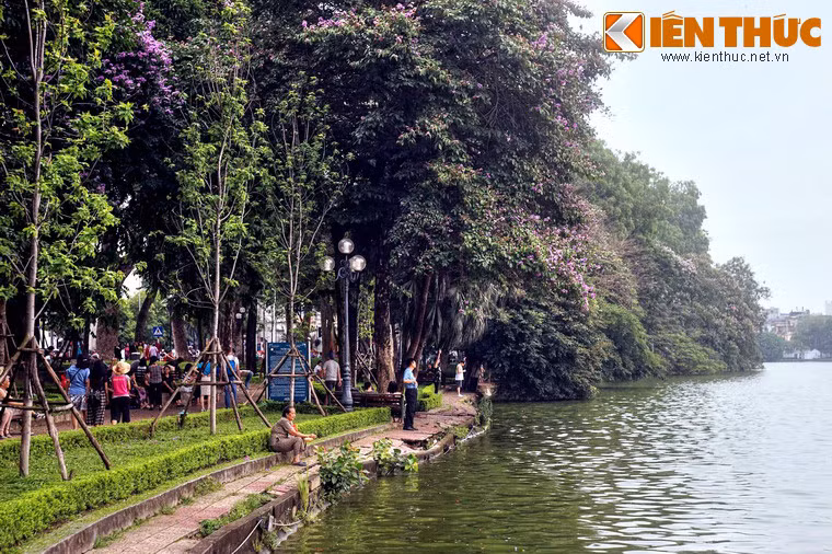 Từ bao đời qua, hồ Gươm luôn được coi là thắng cảnh số một của thủ đô Hà Nội. Góp phần làm nên nét đẹp thơ mộng của hồ nước nổi tiếng này là hàng cây cổ thụ vươn tán xuống mặt hồ.