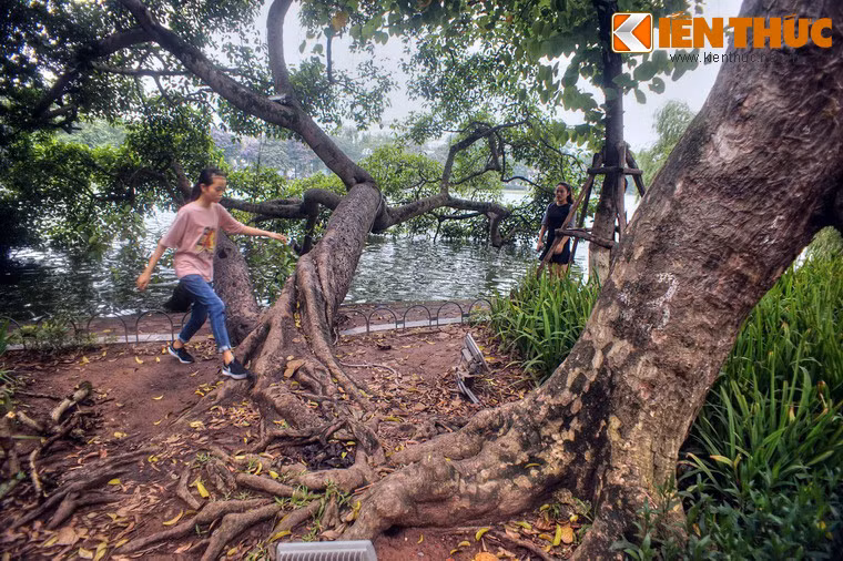 Giữa chốn đô thành đất chật người đông, đây là nơi hiếm hoi mà con người phải “nhường chỗ” cho cây xanh tự do tồn tại.