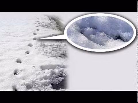 Sự việc càng trở nên bí ẩn hơn khi những dấu chân trên xuất hiện ở những nơi mà con người khó có thể làm được như ở những bức tường rất cao và hẹp, trên những mái nhà, thân cây...