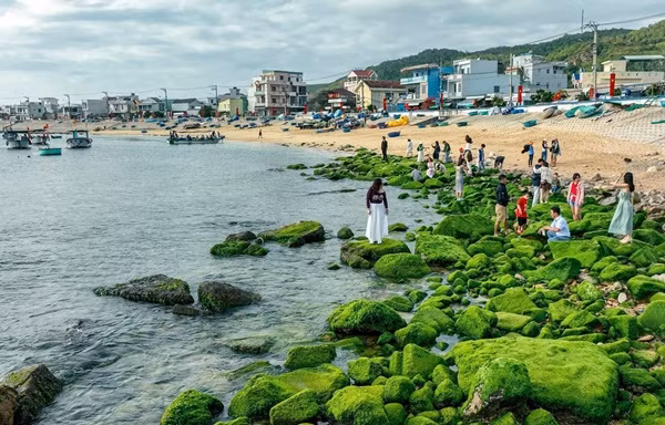 Những ngày đầu tháng 2, bãi đá uốn lượn quanh bờ kè chắn sóng ở làng chài xã Nhơn Hải ( Quy Nhơn) phủ kín rêu xanh, thu hút đông du khách tới chụp ảnh. Ảnh: Nguyễn Phan Dũng Nhân
