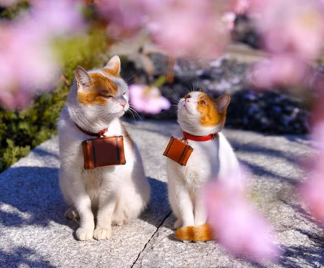 Tuổi Mão năm nay làm gì cũng dễ thành công, việc giàu có ở ngay trong tầm mắt.