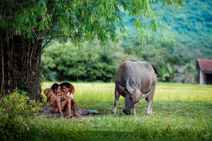 Vì vậy bạn bè luôn là người mang lại cơ hội, kể cả tiền bạc cho tuổi Sửu. Năm 2021 không quá nỗ lực vì làm nhiều mất nhiều, nhưng cơ hội và tiền bạc vẫn cứ tự tìm đến với con giáp này.