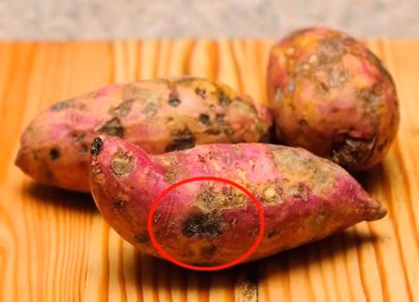 Khoai lang đốm. Khoai lang bị đốm, hà là thực phẩm kịch độc, không nên dùng để làm thức ăn. Nguyên nhân bởi chúng có thể gây buồn nôn, chóng mặt, tiêu chảy, đau bụng, sốt cao, hôn mê, đôi khi là tử vong.