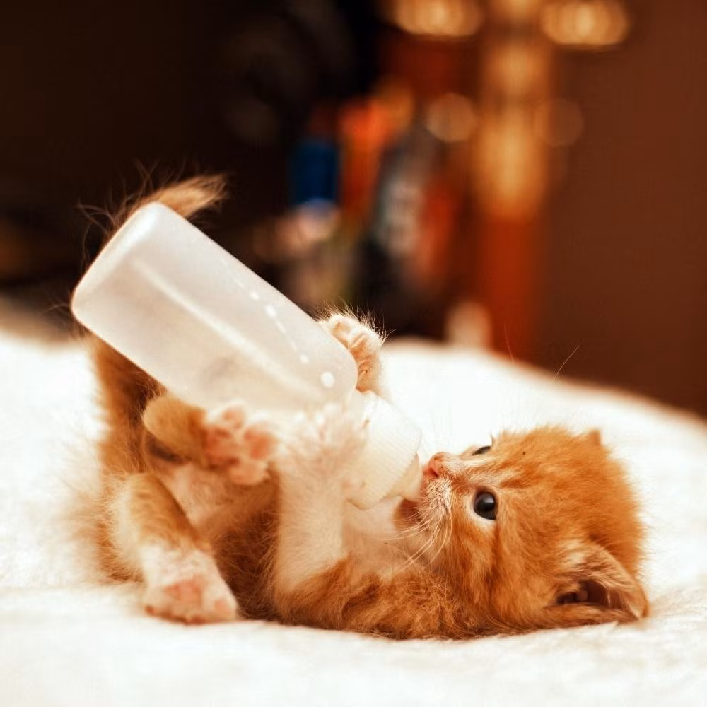 Tuổi Mão thường có vẻ ngoài duyên dáng, ngọt ngào, dễ thu hút người khác giới. Con giáp có vượng khí cả đời, lại thêm tính đa tình nên dễ có quan hệ mập mờ với người khác.