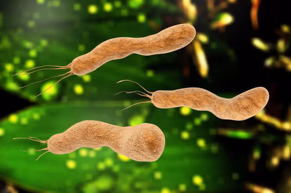 Ngoài ra HP còn sản xuất ra catalase, protease, ngoại độc tố, các chất này gây bệnh cho niêm mạc dạ dày, làm tổn thương niêm mạc dạ dày, gây viêm dạ dày hoặc loét dạ dày tá tràng. Ở một số người nếu vi khuẩn ở trong dạ dày thời gian dài nhiều năm có thể gây ung thư dạ dày. Khoảng 65 - 80% số trường hợp ung thư dạ dày có liên quan đến vi khuẩn này. Ảnh: Sohu, Internet.